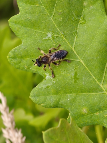Choerades fuliginosa