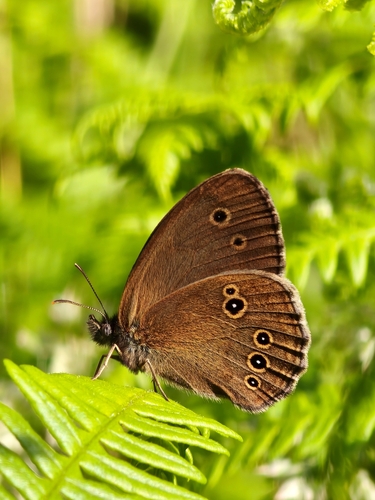 Ringlet