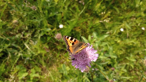 Small Tortoiseshell