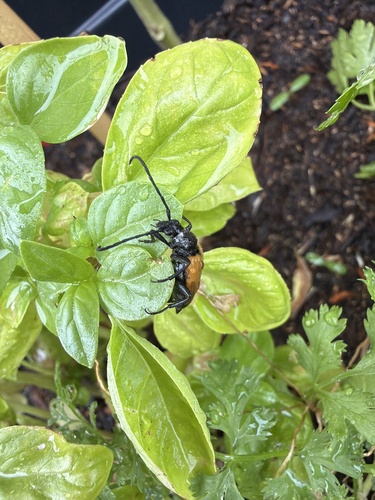 tawny longhorn beetle