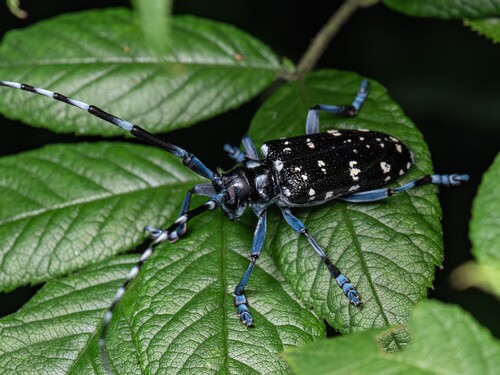 Citrus Longhorn Beetle