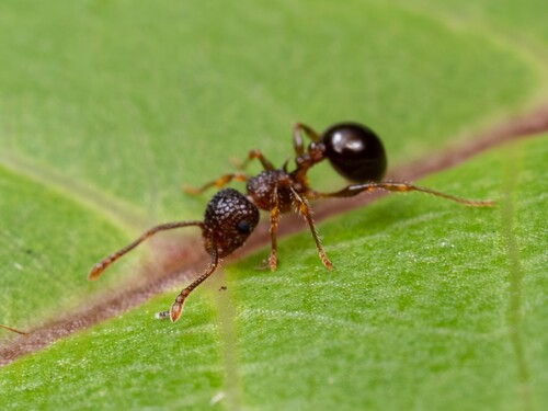 Japanese Queenless Ant