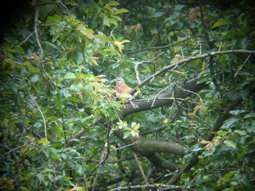 Eurasian Linnet