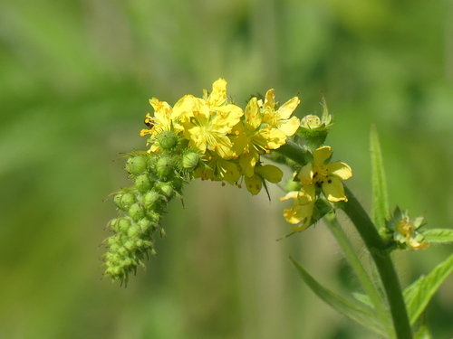 Fragrant Agrimony