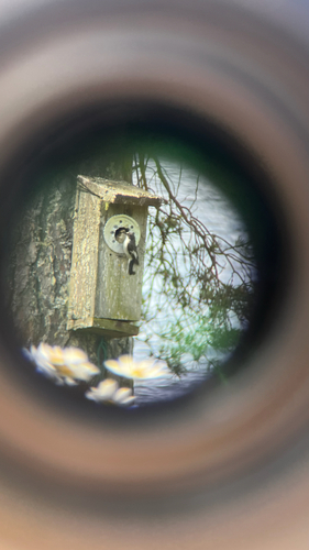 European Pied Flycatcher