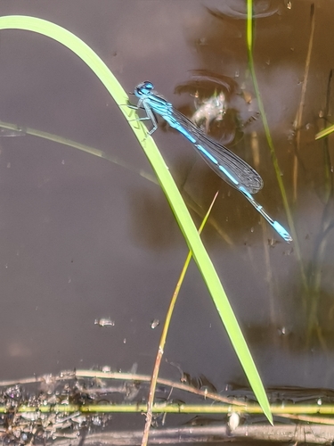 Azure Damselfly