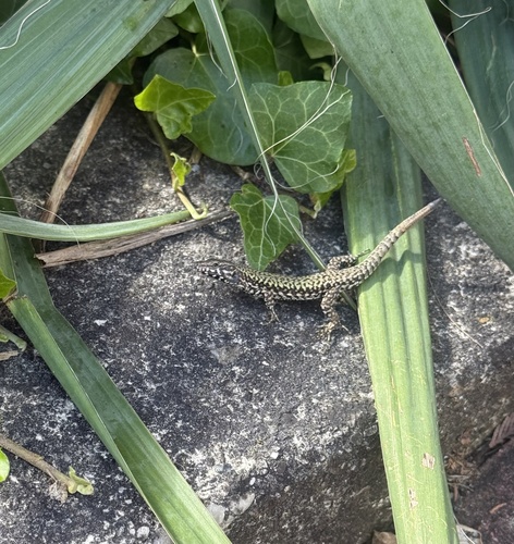 Common Wall Lizard