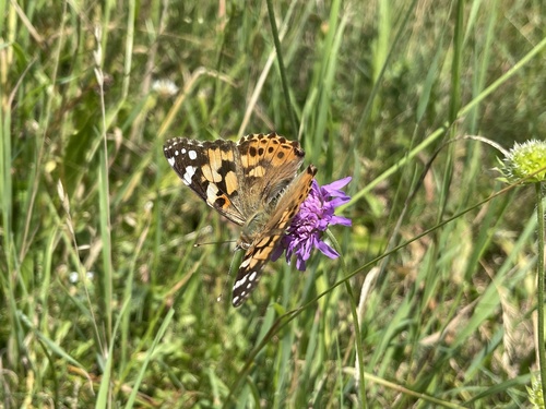 Painted Lady