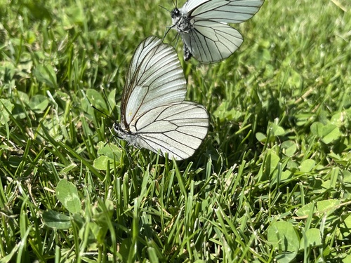 Black-veined White