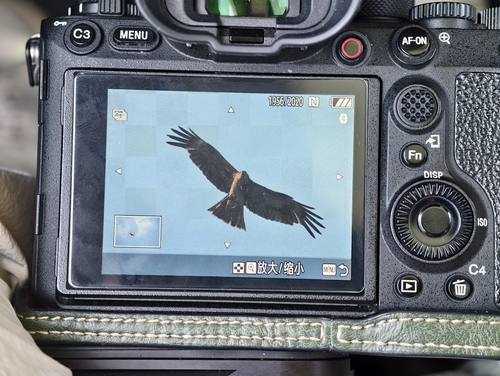 Black Kite