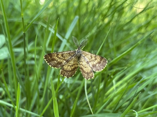Common Heath