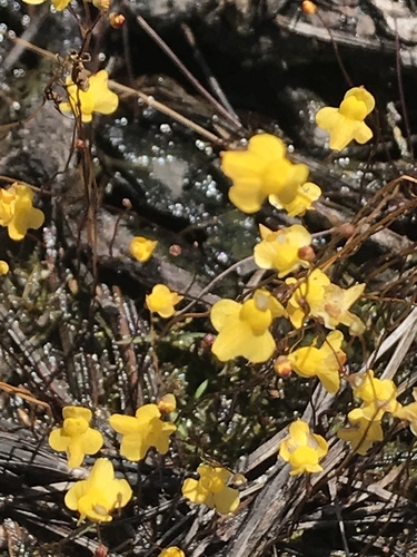 Zigzag Bladderwort
