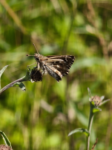 Mallow Skipper