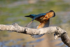 Common Kingfisher