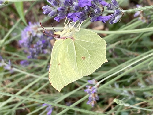 Common Brimstone