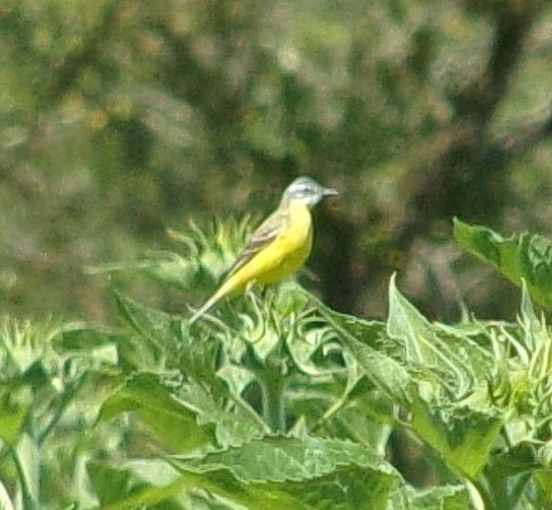 Western Yellow Wagtail