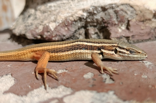 Large Psammodromus