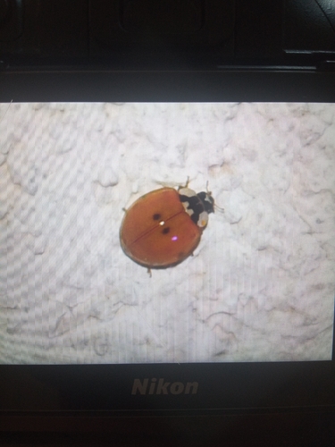 Asian Lady Beetle