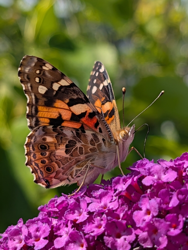 Painted Lady