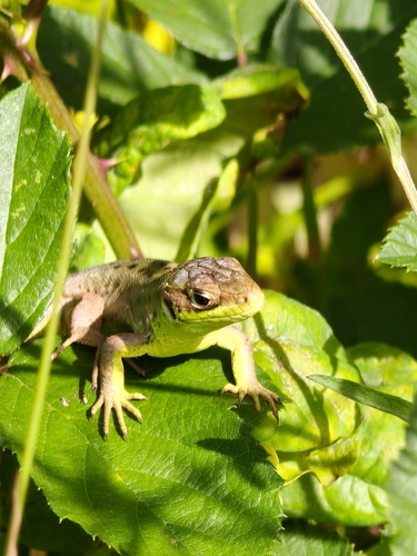 Western Green Lizard