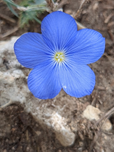 Beautiful Flax