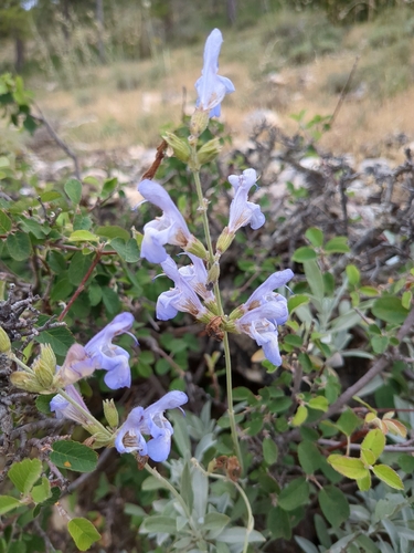 garden sage