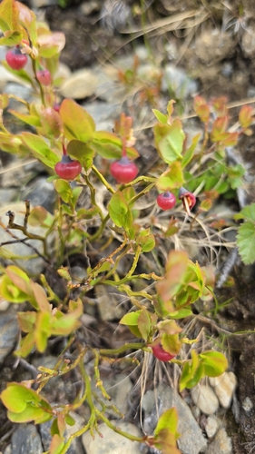 common bilberry