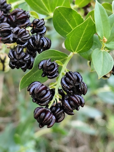 ink plant