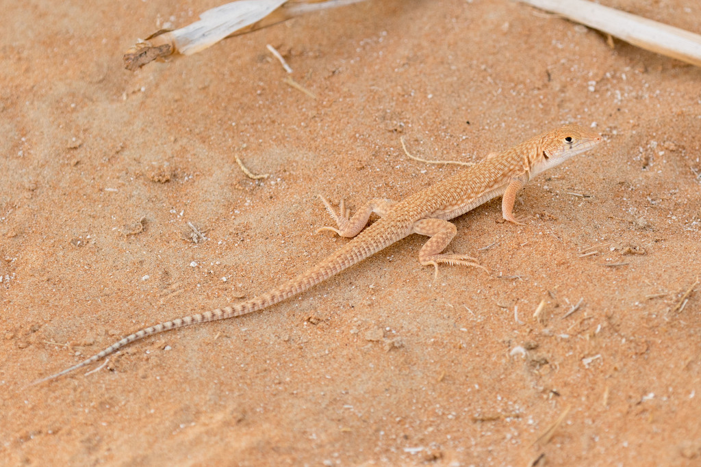 Schmidt's Fringe-fingered Lizard (Acanthodactylus schmidti