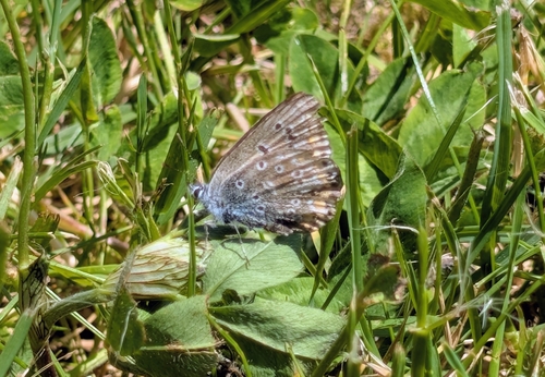 Common Blue