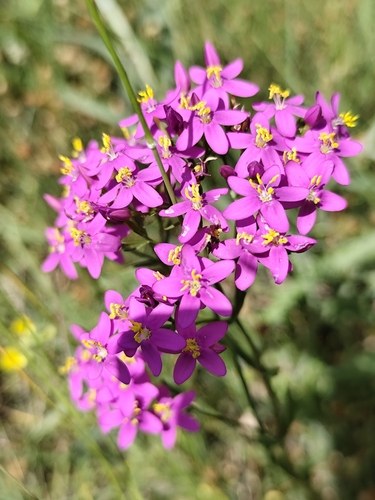 Common centaury