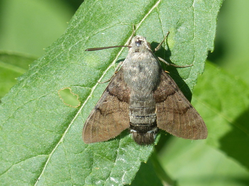Eurasian Hummingbird Hawkmoth