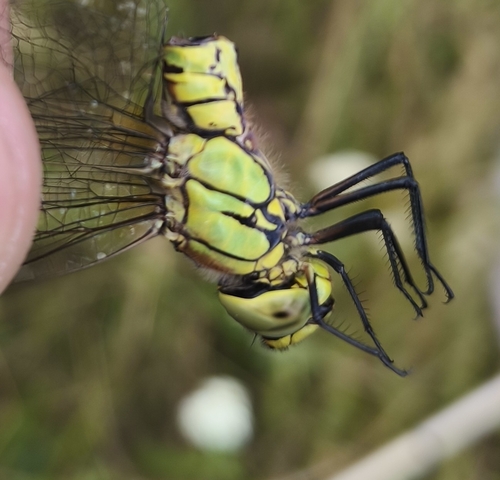 Southern Migrant Hawker