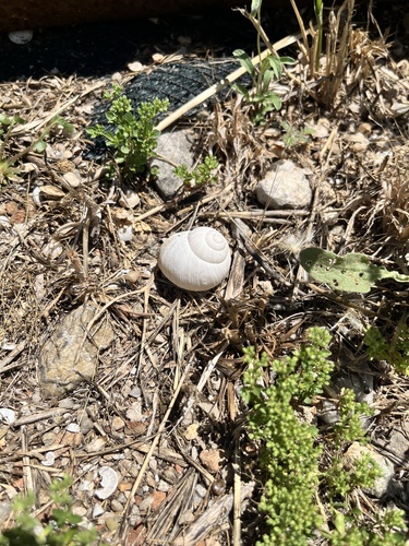 Philipp's Snail