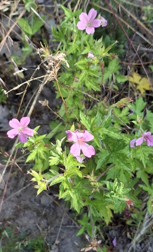 French Crane's-bill