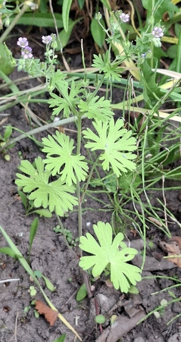 Small-flowered Crane's-bill