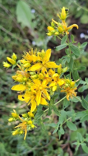 Common St. John's Wort