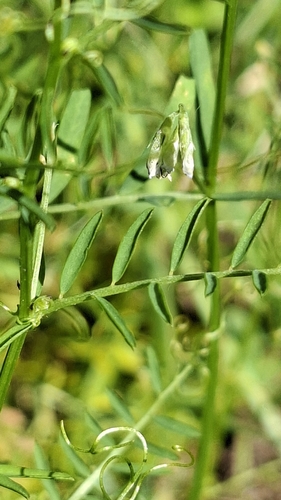 Hairy tare