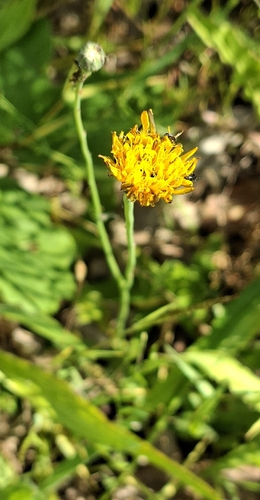 Common Cat's-ear