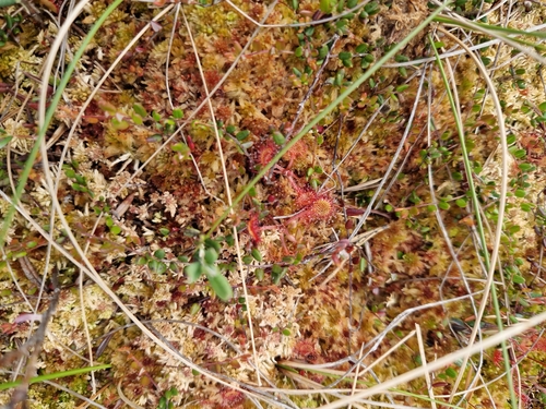 round-leaved sundew