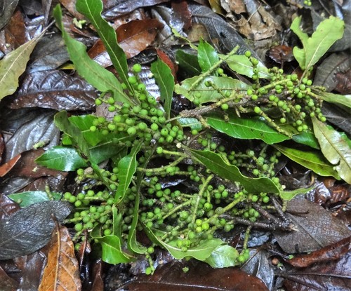 Morella lindeniana