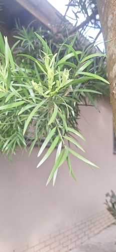 Outeniqua Yellowwood