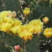 Wooton Pricklypear - Photo (c) David, all rights reserved, uploaded by David