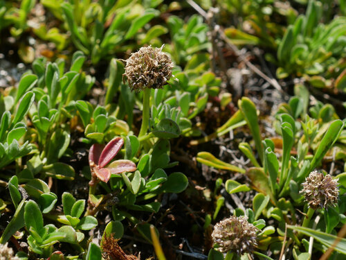 Matted Globularia
