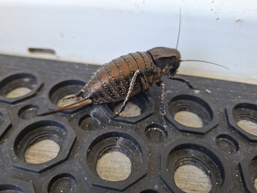 Bronze Glandular Bush-cricket