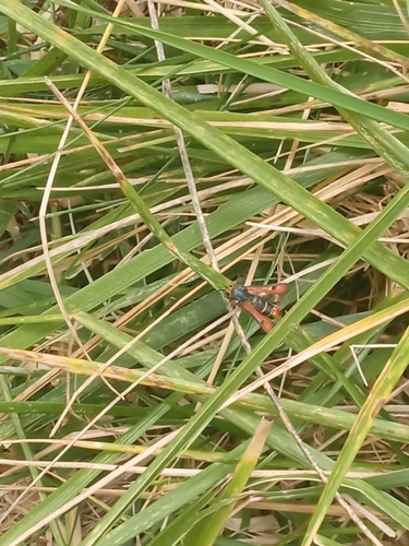 Fiery Clearwing
