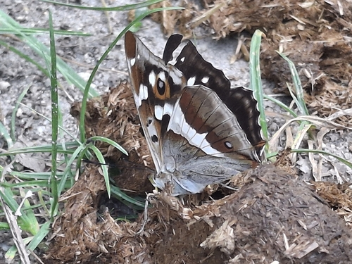 Purple Emperor
