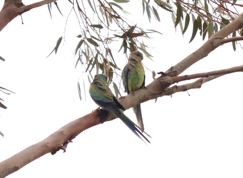 Mulga Parrot