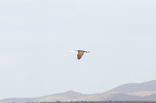 Pied Cormorant