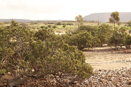 Grey Mangrove